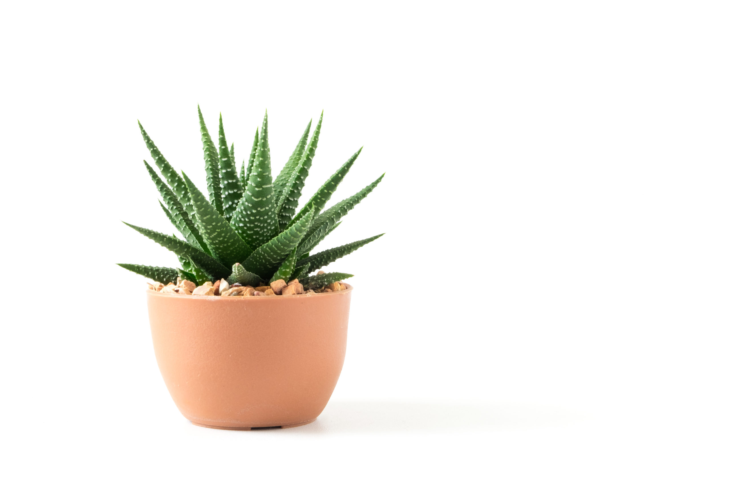 3 Low-Maintenance Houseplants for Seniors Living in Small Spaces